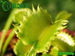 MUCHOŁÓWKA Dionaea Muscipula WEREWOLF