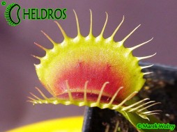 Dionaea Muscipula H3 GIANT