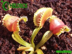 Dionaea Muscipula UMGEKREMPELT