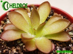 TŁUSTOSZ Pinguicula CV. CRYSTAL