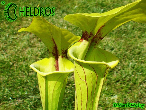 MK F35	Sarracenia Flava var. ornata,Gulf Coast. Heavy veins, Apalachicola National Forest, FL. W,AH An Alan Hindle plant acquired by MK in 1993.  Fine maroon veins and splash of maroon in throat. 