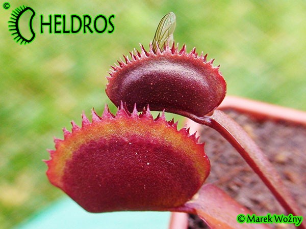 Dionaea Muscipula RED PIRANHA