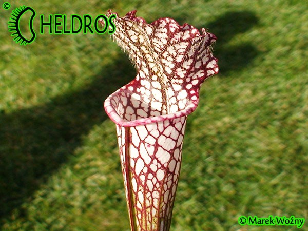 MK L28 Sarracenia Leucophylla Red  white. Large pitchers with a red peristome.