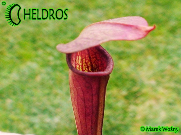 MK A5 Sarracenia Alata var. atrorubra. All red form, Mississippi W,PW