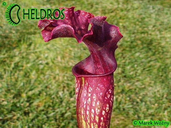 MK H58 Sarracenia Hybrid from same batch of seedlings that raised S x Judith Hindle