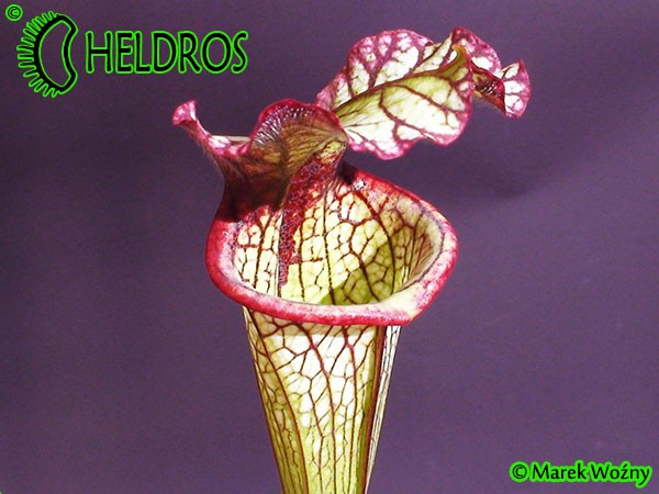 MK H10 Sarracenia x Lynda Butt. Adrian Slacks best hybrid.
