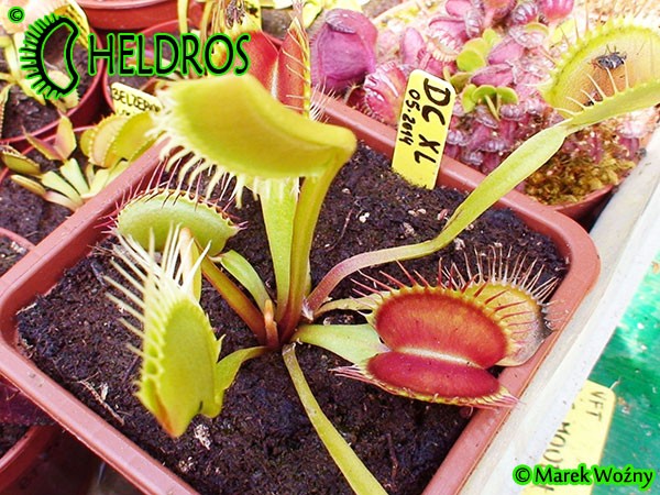 Muchołówka Dionaea Muscipula DC XL