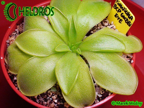 Tłustosz Pinguicula BCP Golden Eye