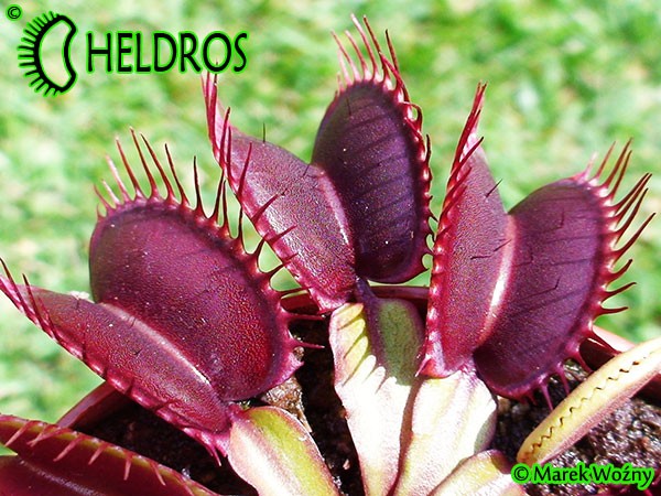 Dionaea Muscipula muchołówka PINK VENUS