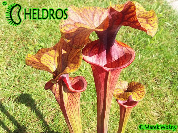 MK F198 Sarracenia Flava var. rubricorpora Heavily veined inner lid and deep coloured throat markings, Mike Brooks 2004