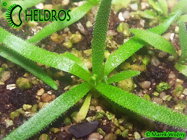 Pinguicula Tłustosz Heterophylla Conception Papalo white flower