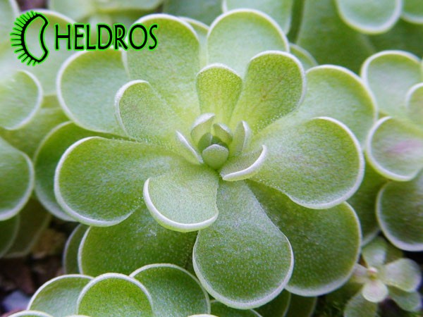 TŁUSTOSZ PINGUICULA JAUMAVENSIS