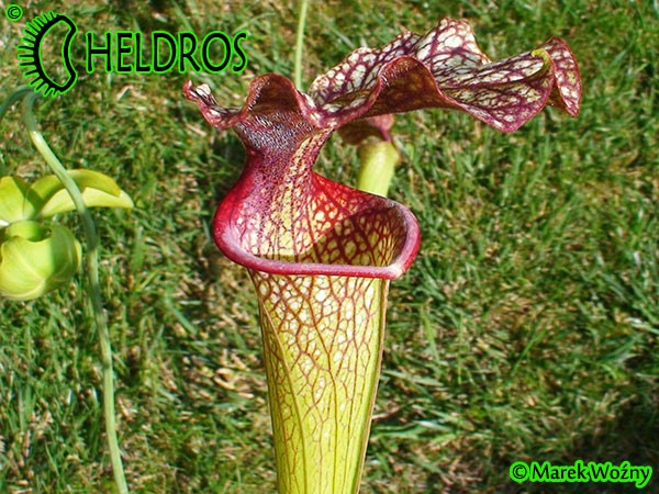MK H9 Sarracenia x moorei  Sarracenia Nurseries large moorei