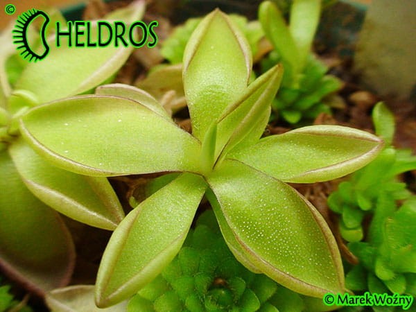 Tłustosz Pinguicula sp. Köhres