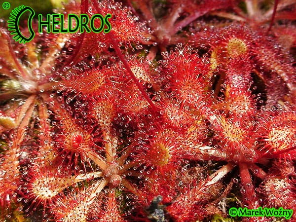 Rosiczka Drosera Capillaris COSTA RICA