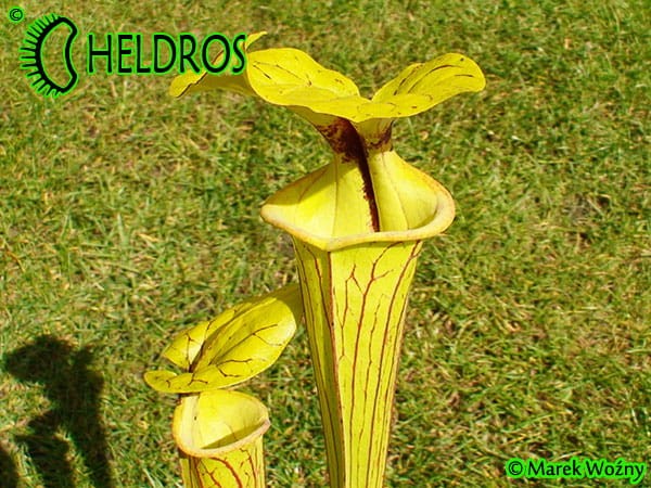 Kapturnica MK F41 Sarracenia Flava var. ornata