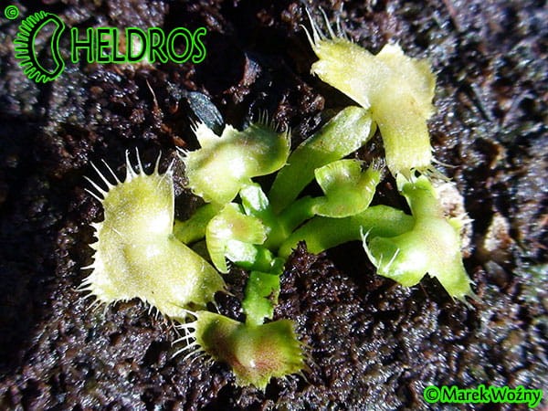 Muchołówka Dionaea Muscipula SPIDERMAN