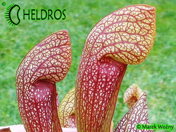 Kapturnica MK H23 Sarracenia x `Dixie Lace’
