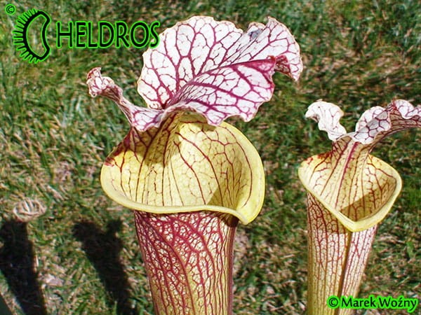 Kapturnica MK H89 Sarracenia x moorei ‘Elizabeth’,Norman Parker