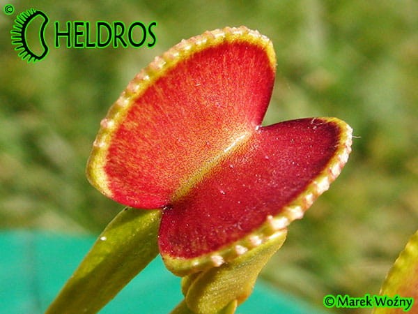 Muchołówka Dionaea ADENTATA - ADENTATE