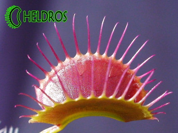 Dionaea Muchołówka Purple Giant