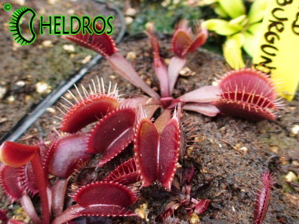 Dionaea Muchołówka RED BURGUNDY
