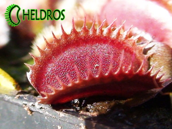 Dionaea Muchołówka RED DENTATE