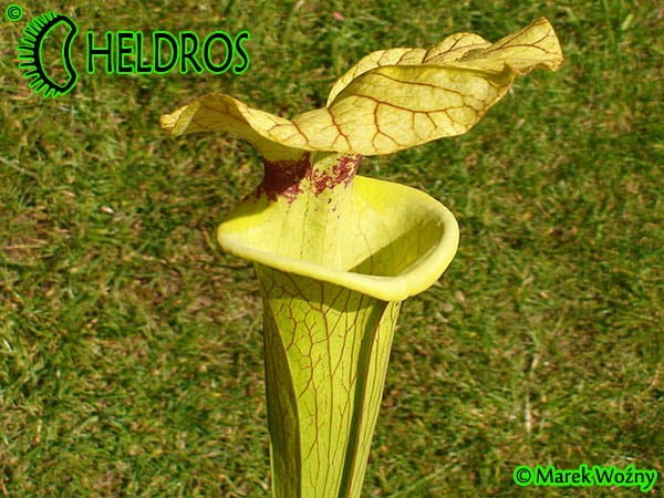 MK H7 Sarracenia x moorei ‘Brooks Hybrid’. Tall pitchers to 3 12 feet. Possibly one of the tallest Sarracenia.