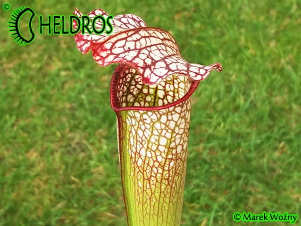 MK H77 Sarracenia x excellens x leucophylla (Andrew Wilkinson, collected from Marston Exotics mid 1980s)