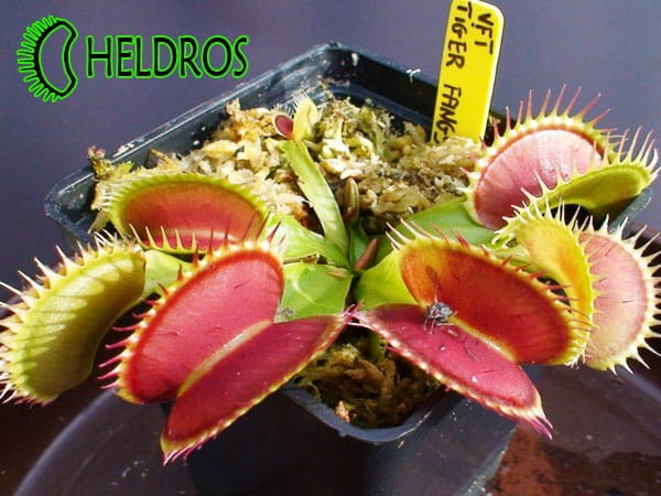 Dionaea TIGER FANGS Muchołówka