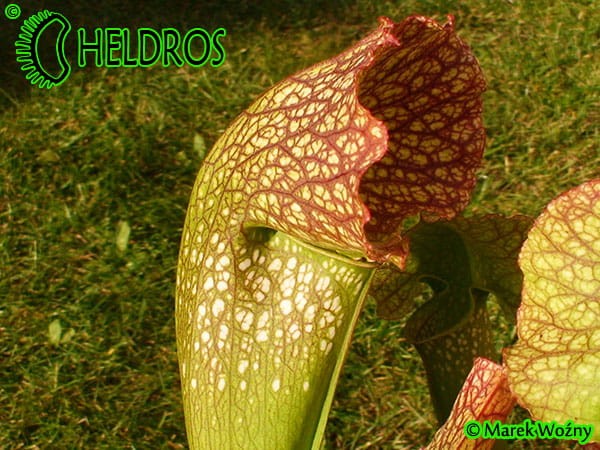 MK H111 Sarracenia x  ‘Sultry Maid’