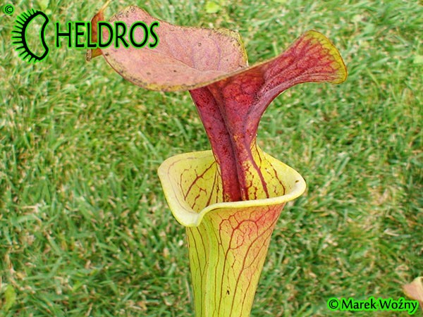 MK F90 Kapturnica Sarracenia Flava var. cuprea,N.Carolina,W, AF,F6,JA