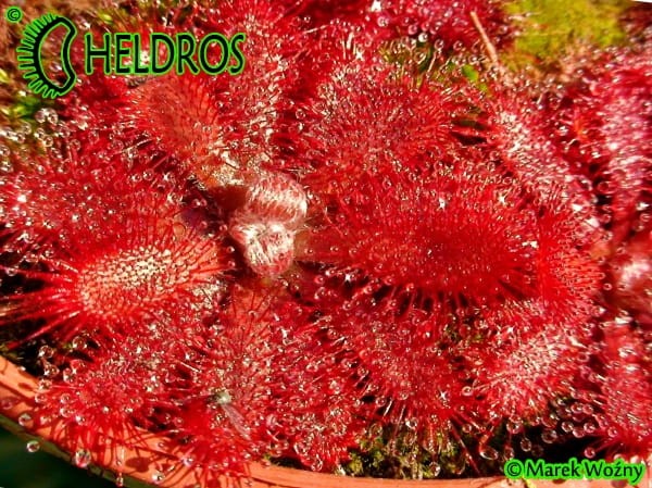 Rosiczka Drosera TOMENTOSA var. tomentosa. Morro do Jambeiro, Grão Mogol, Minas Gerais, Brasil