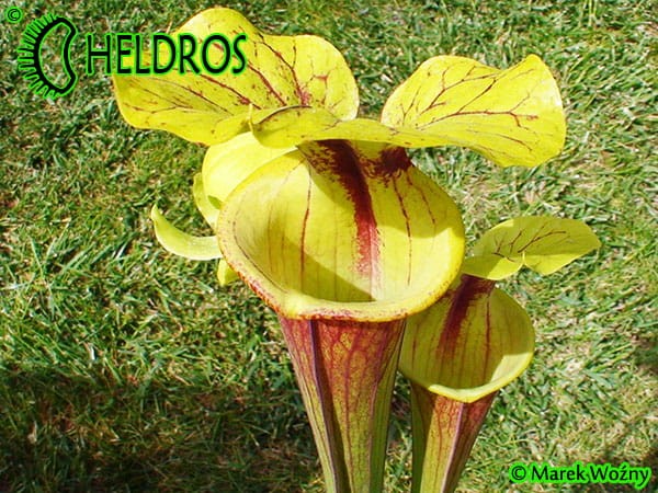 MK F71 Kapturnica Sarracenia Flava var. rubricorpora, Giant Red Tube,W,(F41,JA)