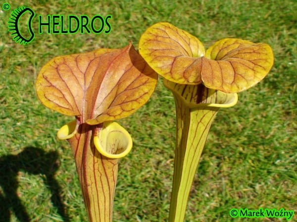 MK F231 Kapturnica Sarracenia Flava var. cuprea Botanique (BB) 2006