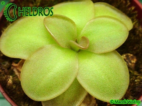 Tłustosz PINGUICULA  MORANENSIS var. ALBA {San Cristobal} x YUCCA DO 1718