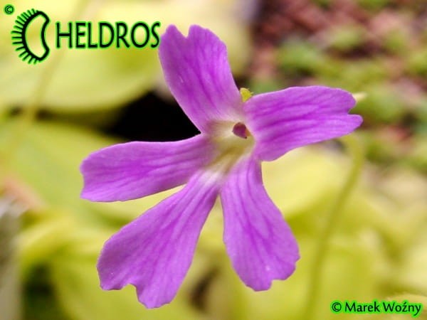Tłustosz Pinguicula NIKLAS