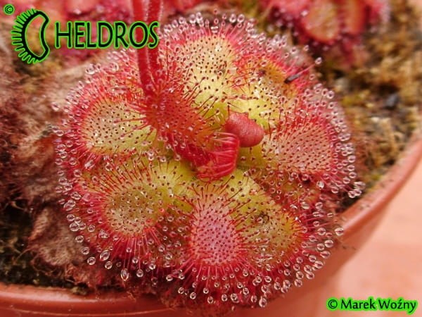 Rosiczka Drosera admirabilis sp 'floating', Bainskloof