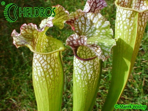 Kapturnica MK H1 Sarracenia x "God’s Gift"