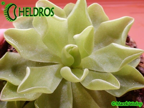 Tłustosz Pinguicula 'Pirouette'