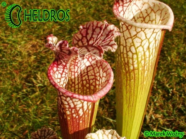 Sarracenia Leucophylla Avalon Beaches MK L5B