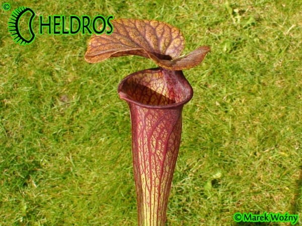 MK H60 Sarracenia x Mercury Sarracenia Nurseries, Chris Crowe