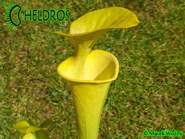 MK F237 Sarracenia Flava f. viridescens ‘Suspicion’. Anthocyanin free clone, AS 2007