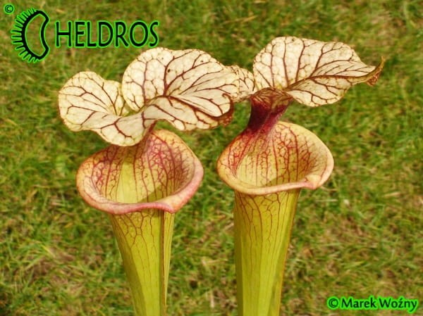 Kapturnica Sarracenia x Adrian Slack , Milton, FL (W) (S x moorei), Barry Rice (2004) MK H113