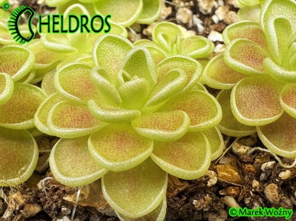 Tłustosz Pinguicula ESSERIANA