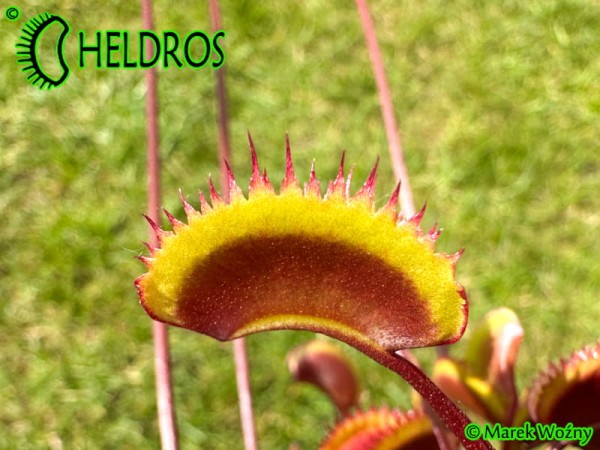 Muchołówka Dionaea Muscipula GOLDSTRIKE