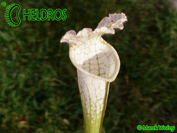 Sarracenia Leucophylla var. Alba "Hurricane Creek White"