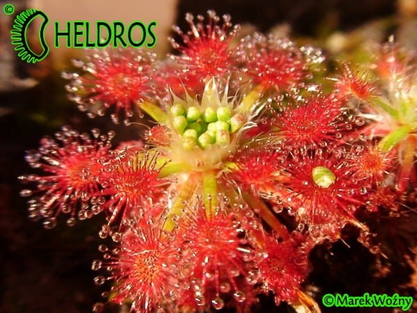 Rosiczka Drosera ROSEANA