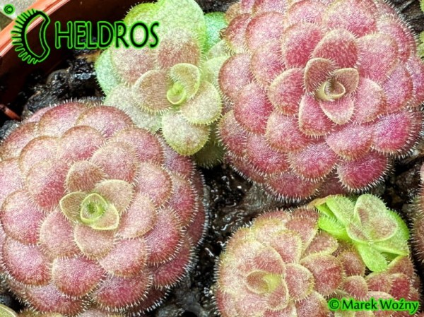 Pinguicula Laueana (Crimson red flower)
