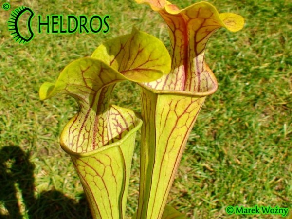 MK O7 Sarracenia Oreophila Sand Mountain
